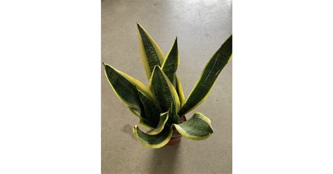 Sansevieria s bielymi okrajmi listov