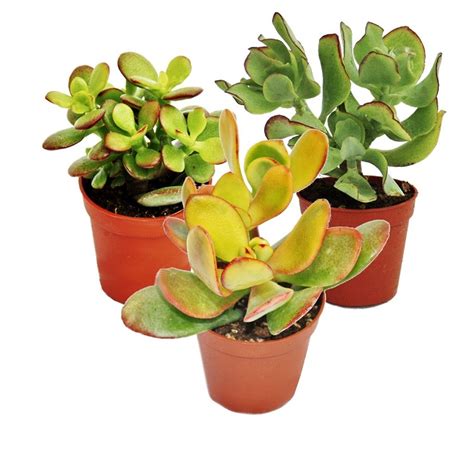 Rôzne druhy Tučnolistu (Crassula)