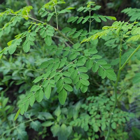 Moringa oleifera - ilustračné foto