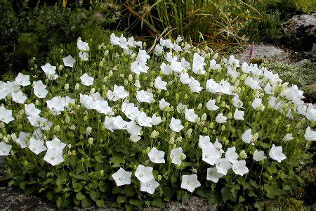 Campanula carpatica 'Weiße Clips' s bielymi kvetmi