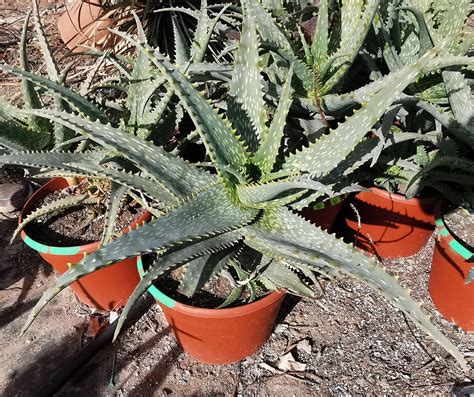 Detail listu Aloe maculata s ostňami