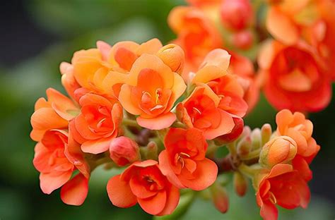 Detail kvetov Kalanchoe Blossfeldiana