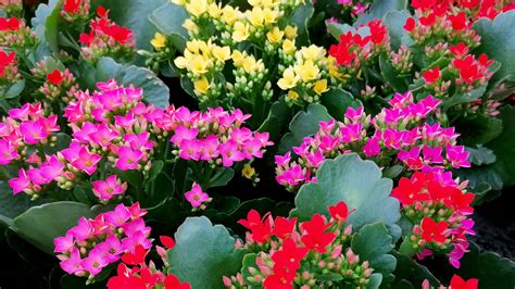 Mladé rastlinky Kalanchoe na okrajoch listov