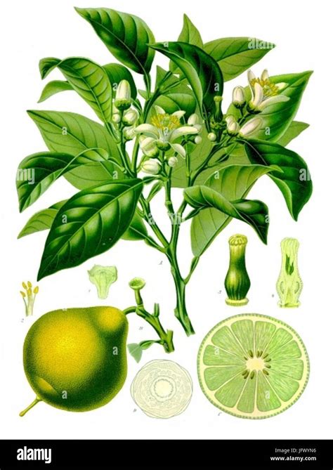 Botanická kresba Citrus Bergamia