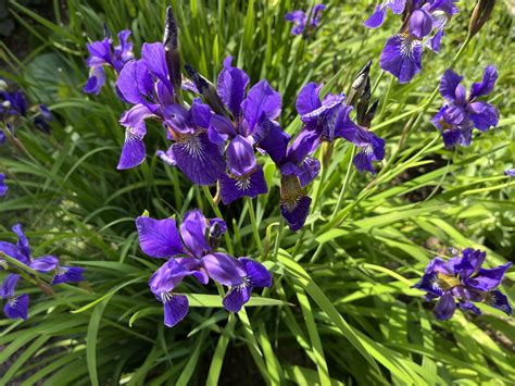 Čierny kosatec v Jordánsku