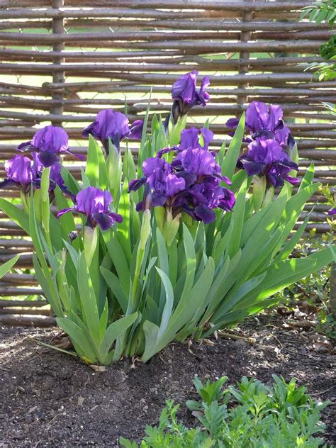 Rôzne druhy kosatcov