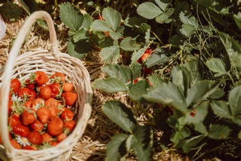 Výber odrôd jahôd