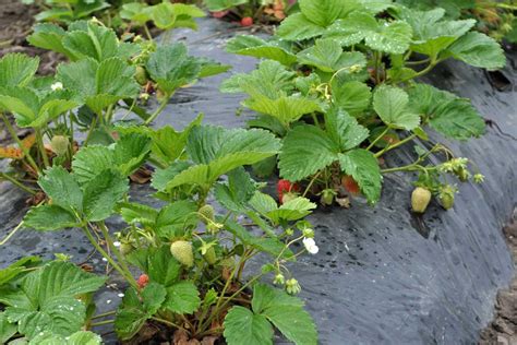 Správna nádoba na pestovanie jahôd s drenážnymi otvormi