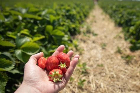 Zber zrelých jahôd