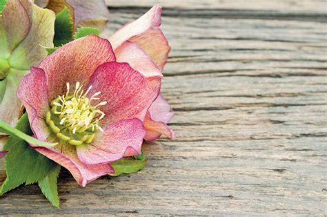 Rôzne farby kvetov čemerice