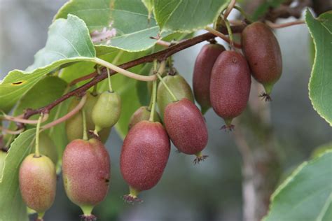 Mini kiwi 'Lucy'