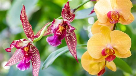 Ilustrácia stavby kvetu orchidey