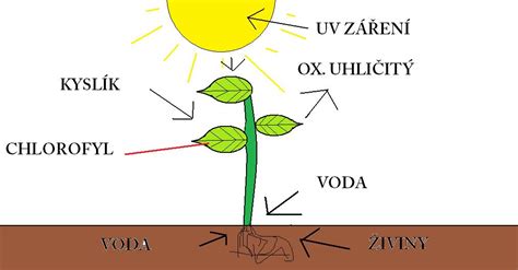 Schéma fotosyntézy rastliny