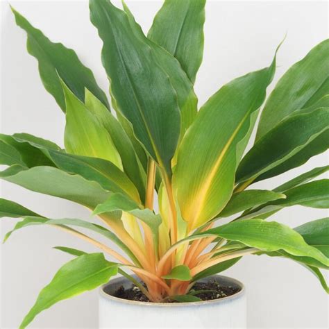 Rôzne druhy Chlorophytum