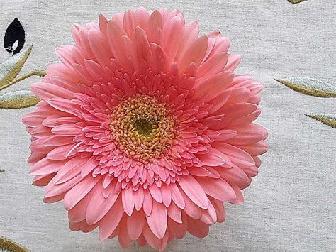 Ružová gerbera
