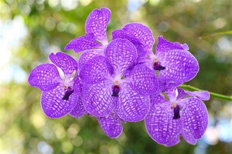 Orchidea Vanda s typickými listami a kvetmi