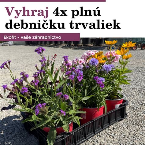 ilustrácia - správna zálievka trvaliek