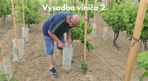 Správna výsadba viniča