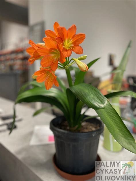Botanická kresba rastliny Klívia miniata