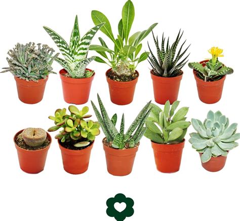 Ilustrácia rôznych druhov sukulentov