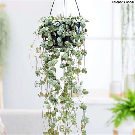 Fotografia rastliny Ceropegia woodii so srdiečkovými listami