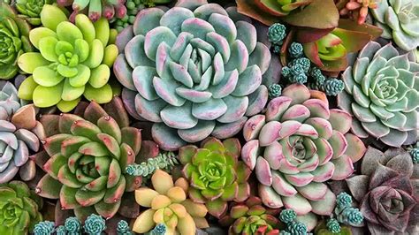 Infografika znázorňujúca rôzne spôsoby rozmnožovania sukulentov