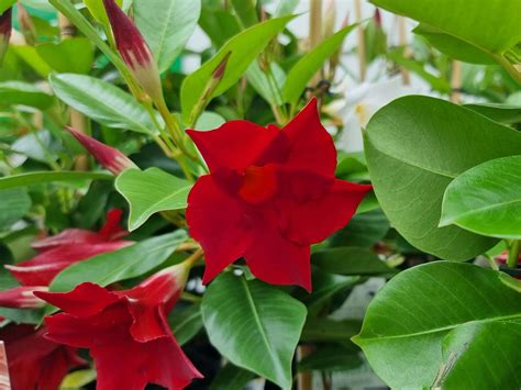 Mandevilla sanderi