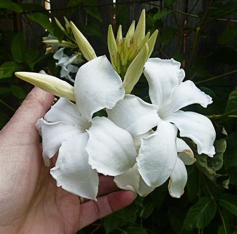 Mandevilla laxa