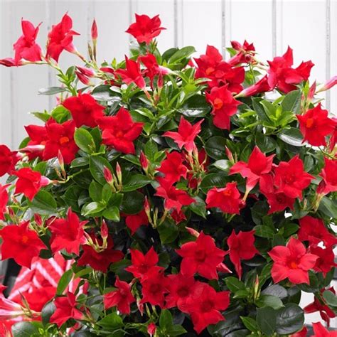 Mandevilla sundaville