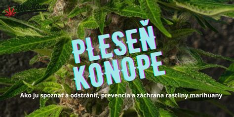 Trichómy na kvetoch konope
