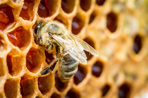Včelí propolis a jeho význam v ústnej hygiene