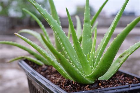 Historické zobrazenia Aloe Vera