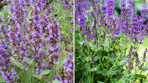 Záhrada s rastlinami šalvie hispánskej