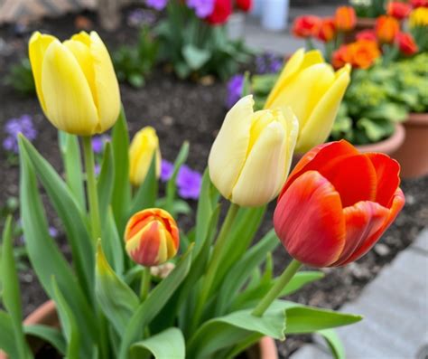 Schéma sadenia tulipánov v kvetináči