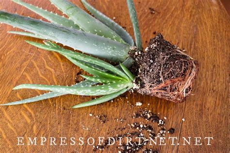 Aloe vera s hnednúcimi listami