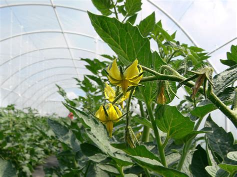 Rozdiel medzi Fast Flowering a Autoflower odrodami