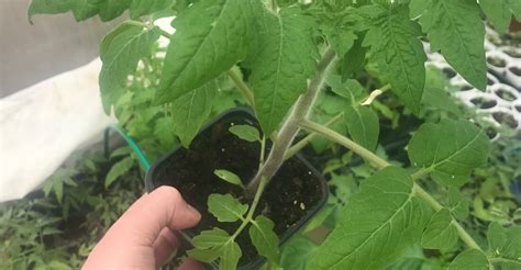 Ilustrácia správneho presádzania sadeníc paradajok