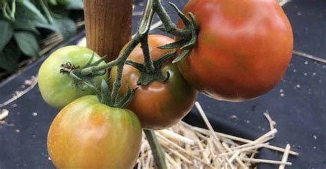 Fotografia zrelých paradajok pripravených na zber