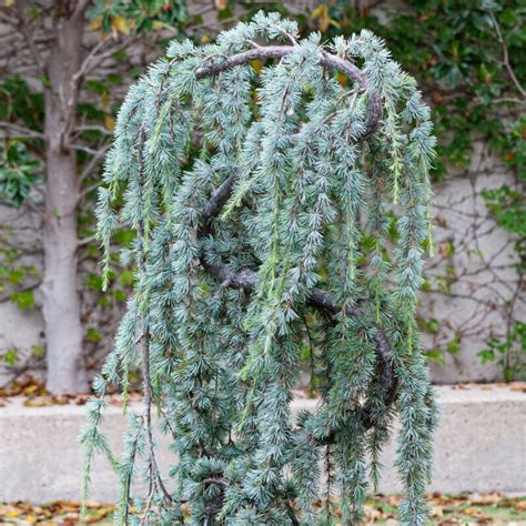 Kultivar Cedrus atlantica 'Glauca Pendula' s charakteristickými previsnutými vetvami