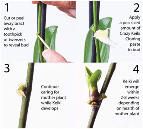 Množenie orchideí pomocou keiki