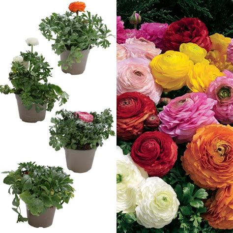 Ranunculus v kvetinovom záhone