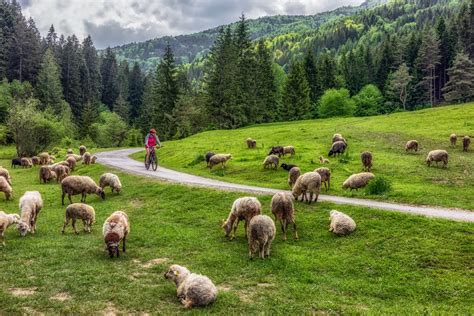 Ilustrácia pastiera Jána s ovcami a jašteričkami na skale