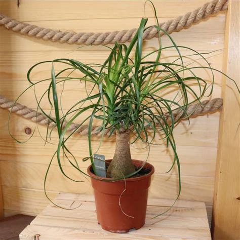 Beaucarnea recurvata - slonia noha v interiéri