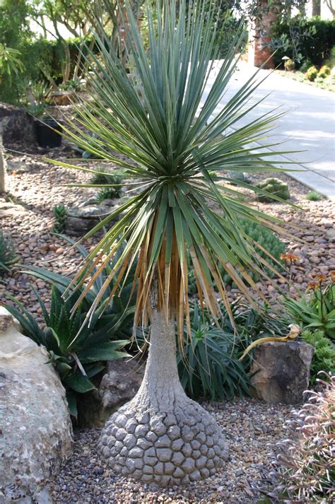 Beaucarnea stricta