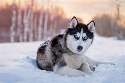Sibírsky husky v zimnej krajine