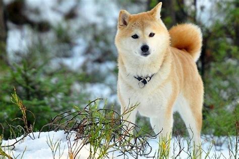 Staré fotografie psov Chukchi