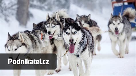 Husky ťahajúci sane