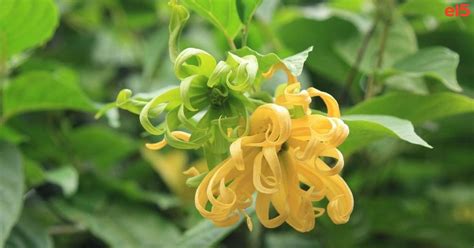 Kvet ylang-ylang