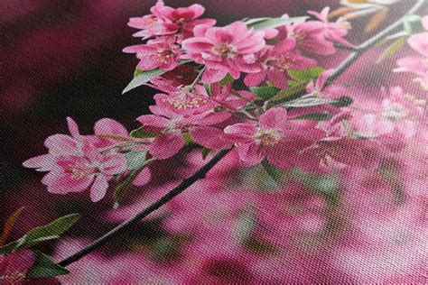 Detailné zobrazenie kvetov nemézie