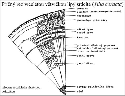 Schéma výsadby borovice